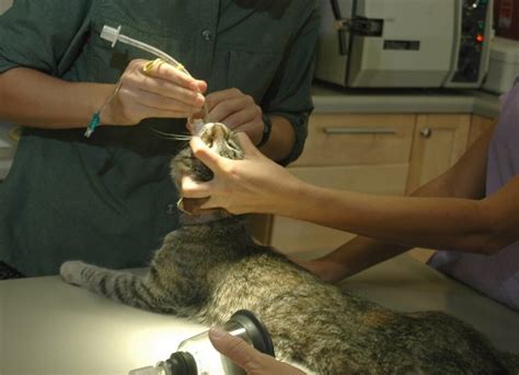 How Much Does Cat Neutering Cost In 2022