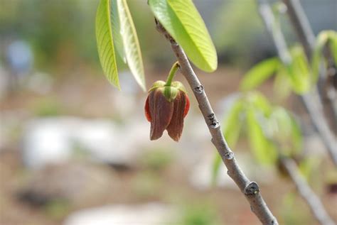 Paw Paw Tree Flower Andreas Welch Flickr