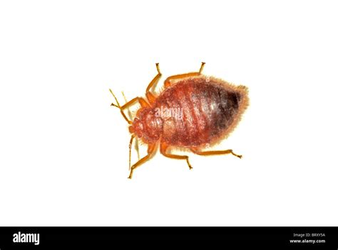 Common Adult Bedbug Bed Bug Cimex Lectularius An Overhead Close Up