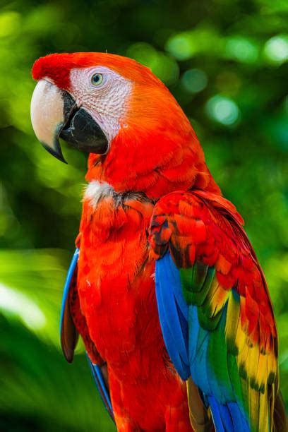260 Jamaican Parrot Stock Photos Pictures And Royalty Free Images Istock
