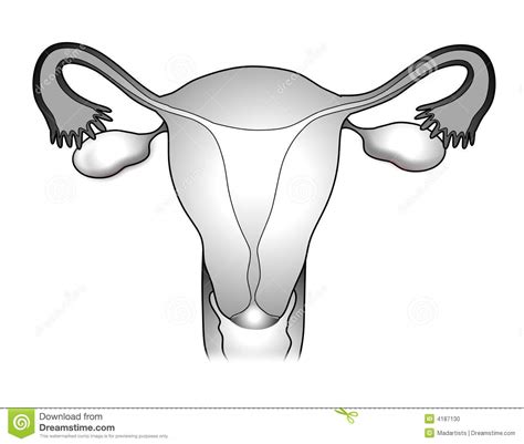 Reproductive Clipart 20 Free Cliparts Download Images On Clipground 2022