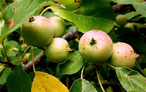 How To Plant Crabapple Seeds Justagric