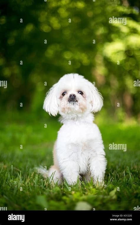 White Mixed Breed Dog Hi Res Stock Photography And Images Alamy