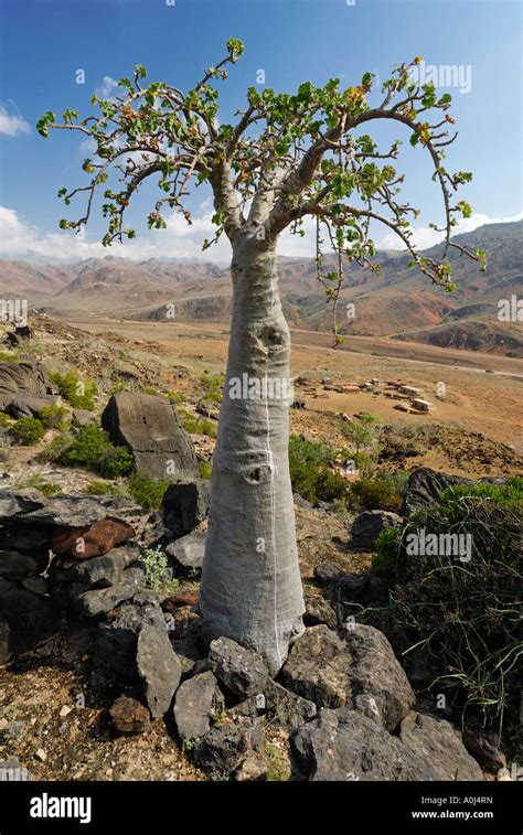 Cucumber Tree Socotra Island Unesco World Heritage Site Yemen Stock