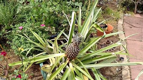 Growing Pineapples From Fruit Tops Youtube