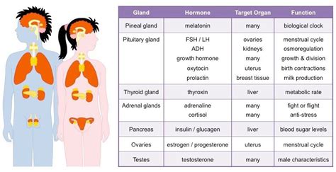 Endocrine Table Endocrine System Endocrine Exocrine Gland