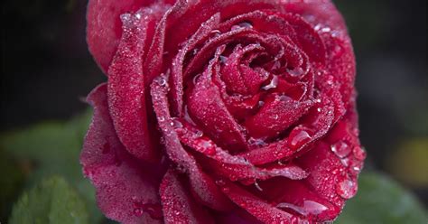 aromatherapy at nature s t raindrops on roses and whiskers on kittens…