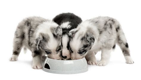 The best dog food for puppies will be made from wholesome, natural ingredients and formulated to provide for your puppy's basic nutritional needs. Best Dog Food for Australian Shepherds: 7 Vet Recommended ...