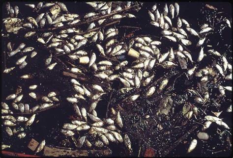 Study Shows Mass Die Offs Of Birds Fish And Marine Invertebrates