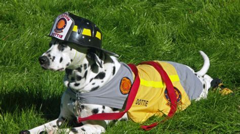 Why Are Dalmatians Linked To Firefighting Mental Floss