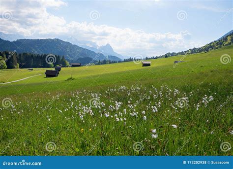 Spring Landscape In The Bavarian Alps Meadow With Bog Cotton And