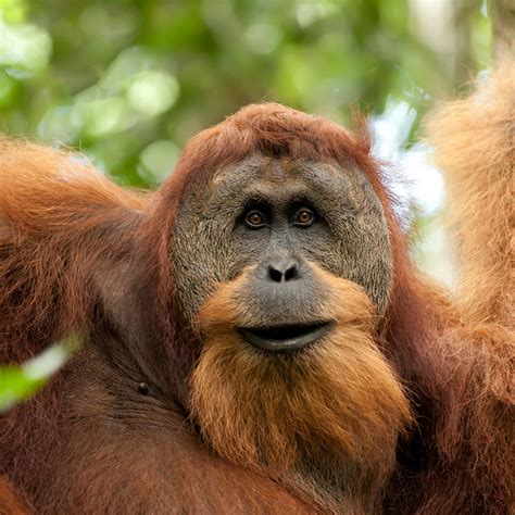 Sumatran Orangutan Pongo Abelii About Animals
