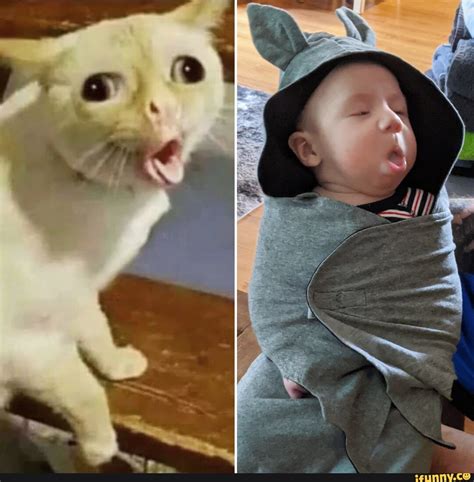 The Best 16 Kids Cough Cat Coughing Meme Wristcomngesz