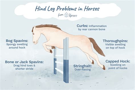 Hind Leg Problems In Horses Causes And Treatment