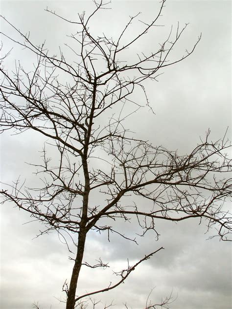 Photo Leafless Tree Andy