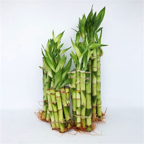 Lucky Bamboo Straight Stalks At