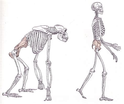 This Picture Represents Physical Biological Anthropology Because It