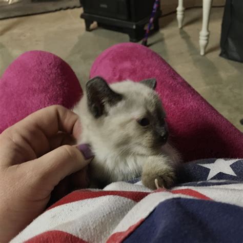 Siamese Cats For Sale | Hagerstown, MD #325029 | Petzlover