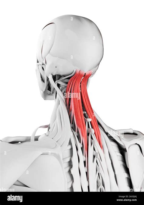 Semispinalis Capitis Muscle Illustration Stock Photo Alamy