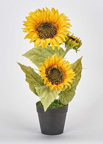 14 Potted Sunflower Plant W 3 Sunflower Heads