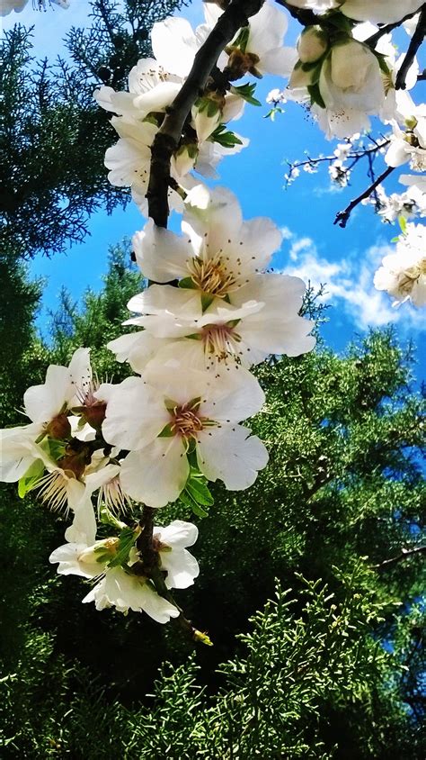 Almond Blossom Almond Blossom Blossom Flowers