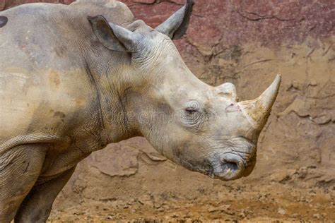 Side View Of The Head Of A Large White Rhino Stock Photo Image Of