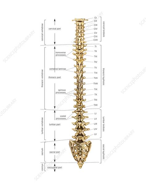 Label The Vertebral Column