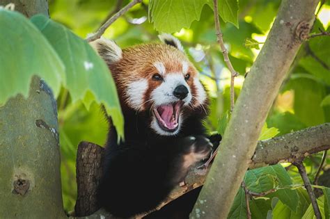 Red Panda Panda Funny Protruding Tongue Hd Wallpaper Peakpx