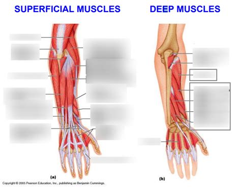 Posterior Compartment Of Forearm Overview Diagram Quizlet