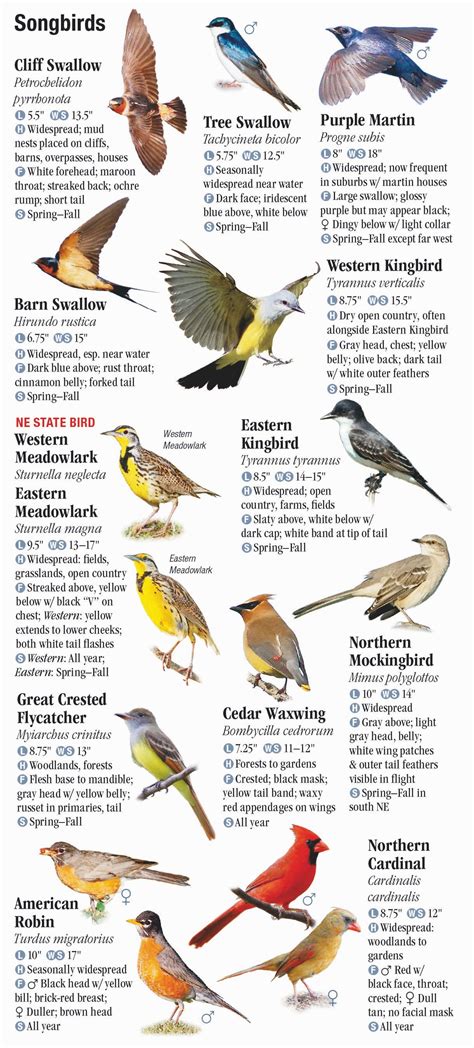 Birds Of Nebraska Quick Reference Publishing Retail