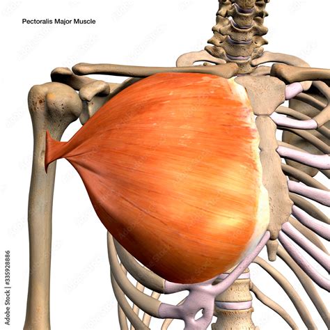 Pectoralis Major Muscle Isolated In Anterior View Labeled Anatomy On