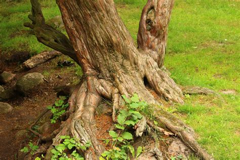 Free Images Branch Wood Flower Trunk Overgrown Bark
