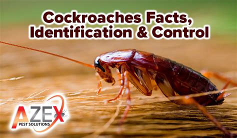 Cockroaches Facts Identification And Control Azex Pest Solutions