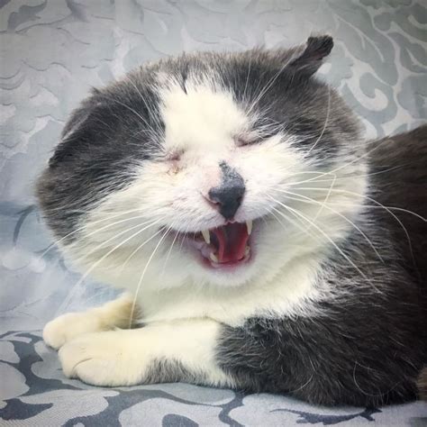 Cat Who Lived Most Of His Life As Stray Finally Has His Dream Come