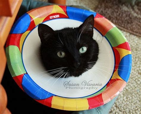 6 Diy Cat Cone Collars You Can Make At Home With Pictures Pet Keen