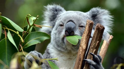 The Key To Saving Starving Koalas Might Betheir Poop Mother Jones