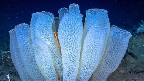 Hexactinellida Glass Coral Reef Canada 9000 Years Old Sea