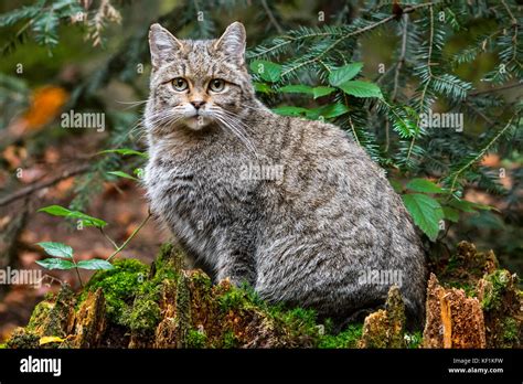 European Wildcat Wild Cat Felis Silvestris Silvestris Sitting On