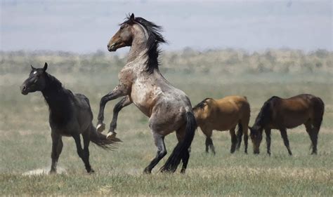 Drought poses threat to USA's wild horses- The New Indian Express