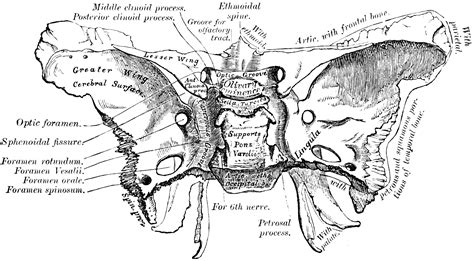 Sphenoid Bone Clipart Etc