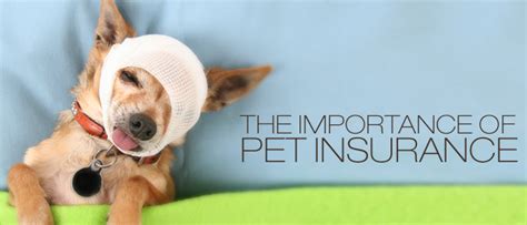 Veterinary Insurance links for pets through growing years