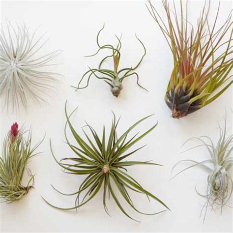 Care For Air Plants 6 Tricks To Keep Them Alive Sunset Magazine