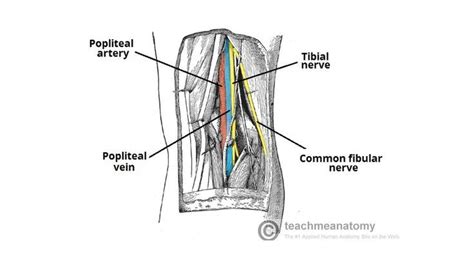 2 Minute Tutorial Anatomy Of The Popliteal Fossa Knee Arthroscopy