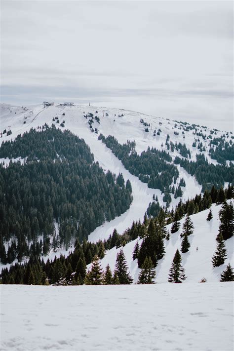 Green Pine Trees On Snow Covered Mountain · Free Stock Photo