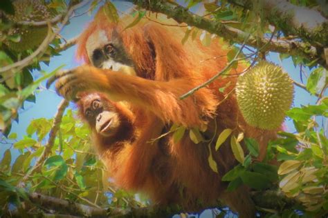 Boleh ga ya, makan makanan pedas ketika hamil? Ketika Orangutan Tapanuli di Batang Toru Makan Durian dan ...