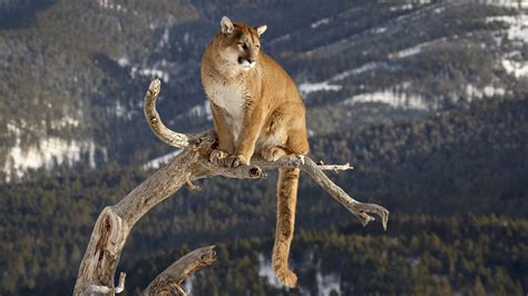 Fondos De Pantalla Animales Naturaleza Ardilla Fauna Silvestre