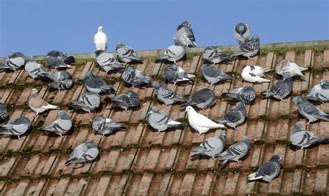 There are many people who use reflective materials to get rid of pigeons because the reflections of light make them nervous and they. How to Get Rid of Pigeons Naturally?