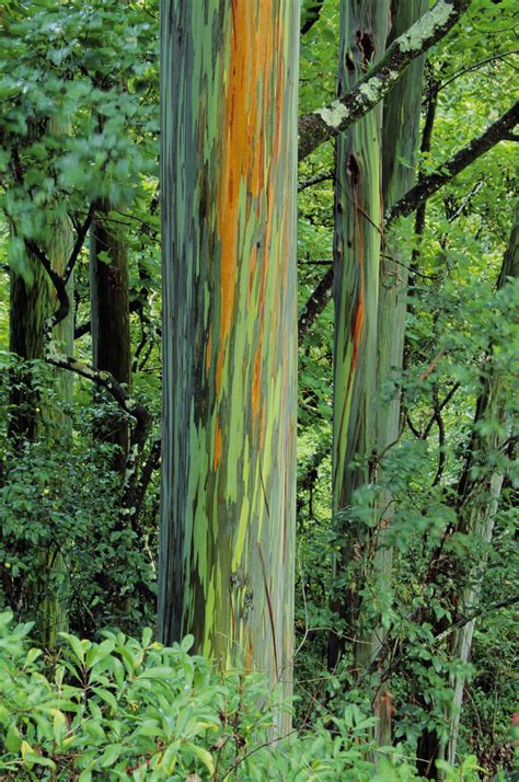 Hawaii Maui Hana Rainbow Eucalyptus Tree Trunk Pacificstock Canvas