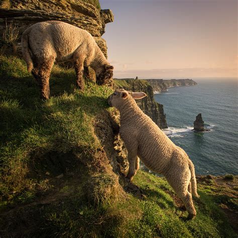 Sheep On Cliffs Of Moher Liscannor Ireland Digital Art By George