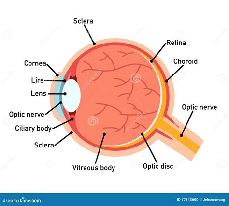 Diagrama De La Anatomía Del Ojo Ejemplo Ilustración Del Vector